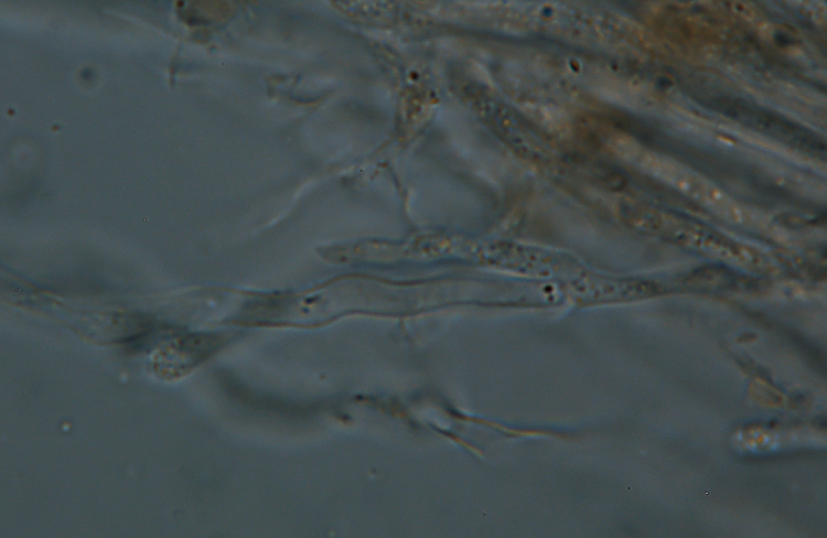 Probabile Stereum rugosum - foto 6656 (Stereum gausapatum)